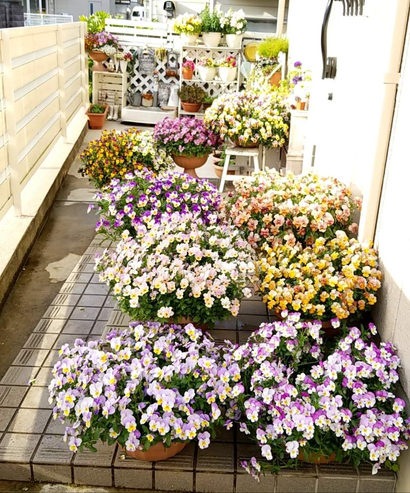 小さな庭の画像 by MAKIMAKIさん | 小さな庭と令和最初の植物と全体像とビオラ・パンジーといとおしい植物の表情フォトコン2019と寄せ植えと狭い庭と満開と玄関アプローチとビオラ寄せ植えとビオラの季節と今日のビオラとお庭の花たちと成長記録と小さな小さな庭と花のある暮らしと小さな花と玄関先と可愛らしいビオラとI♡ビオラと玄関前と玄関ガーデン