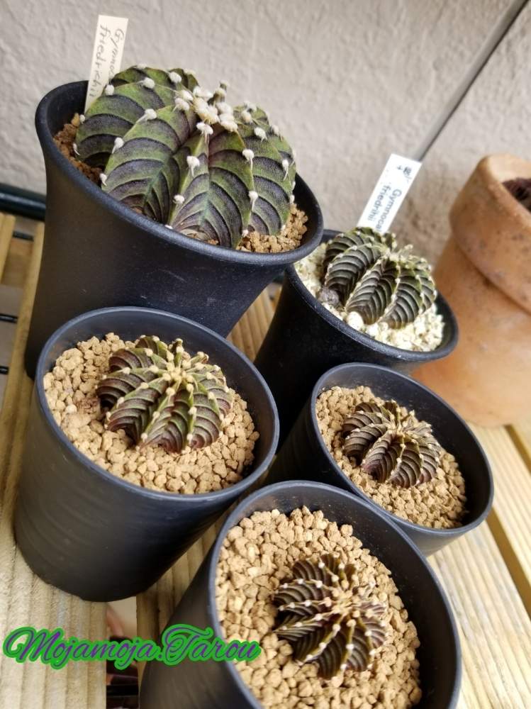 テラスの画像 by もじゃもじゃ太郎さん | テラスとLB2178とGymnocalycium friedrichii LB2178とギムノ・牡丹玉とサボテン科とトゲトゲとボタニカルライフと池袋西武鶴仙園とウッドデッキとギムノカリキウム属と植欲と植中毒と牡丹玉 LB2178とLB2178☆とトゲトゲのある暮らしと珍奇植物と多肉男とトゲトゲへのときめきとビザールプランツと鶴仙園と池袋 鶴仙園
