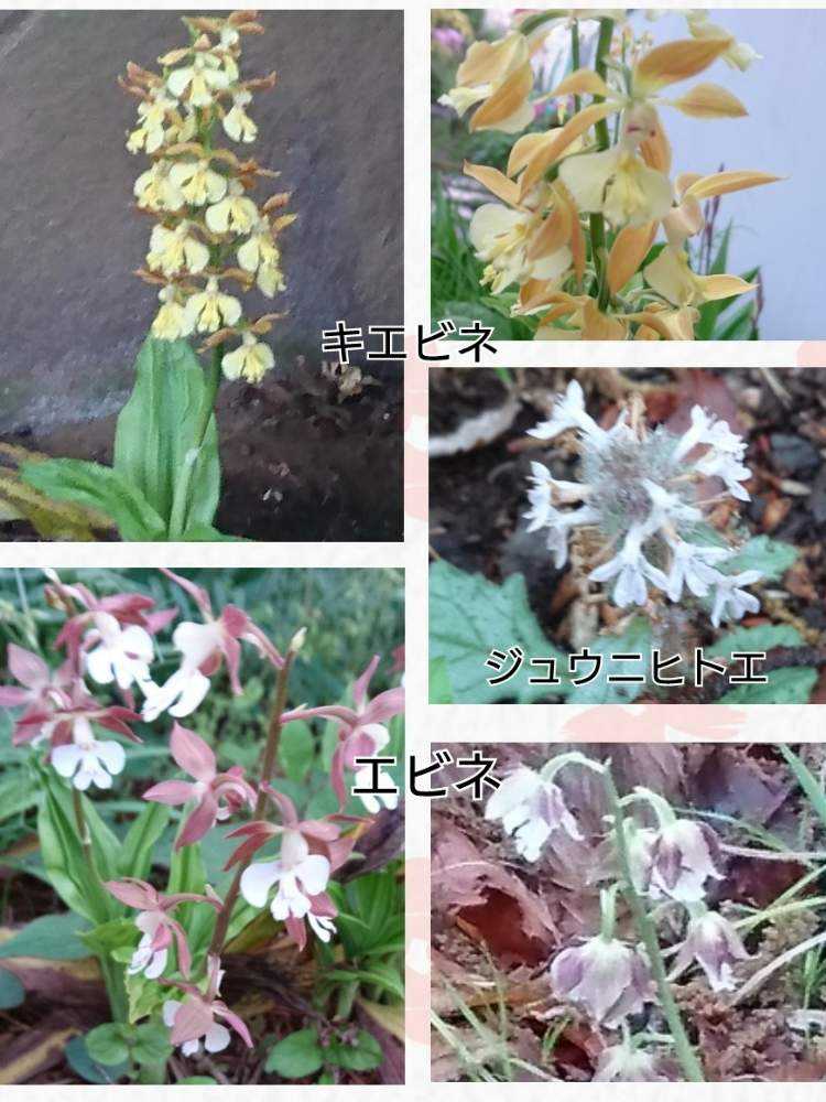 の画像 by トリトンさん | 町田ぼたん園とエビネの花とキエビネの花とキュンキュン乙女倶楽部とお花大好き♡とありがとう♡とかわいい♡といやされる♡とGS日和と幸せの黄色いお花とキュンキュン乙女倶楽部No.183と黄色いお花大好き協会と応援するよと頑張れ♡えっこ