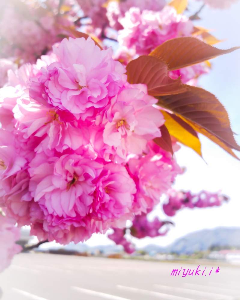 お出かけ先の画像 by 気まぐれ猫さん | お出かけ先と桜・関山と植物のある暮らしとさくらさくら咲け咲けさくらと樹木と『2019桜』フォトコンテストと食べられると植物大好きと花木と春が来たとGS映えと春が待ち遠しいと花のある暮らしと日本の花とスマホ撮り