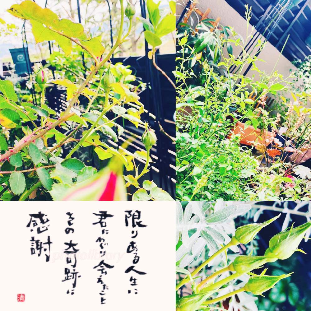 バルコニー/ベランダの画像 by 小さなピアニスト(HTC No.238 日日是好日)さん | バルコニー/ベランダとHTCと薔薇♡とばら バラ 薔薇と薔薇愛同盟と薔薇に魅せられてと素敵なお花を求めて╰(*´︶`*)╯♡と植中毒と今日の一枚と花のある暮らしとバラ・ミニバラとロザリアンとバラを楽しむと薔薇大好きと薔薇好きさんと繋がりたいと薔薇の花とミニ薔薇と300人いいね!