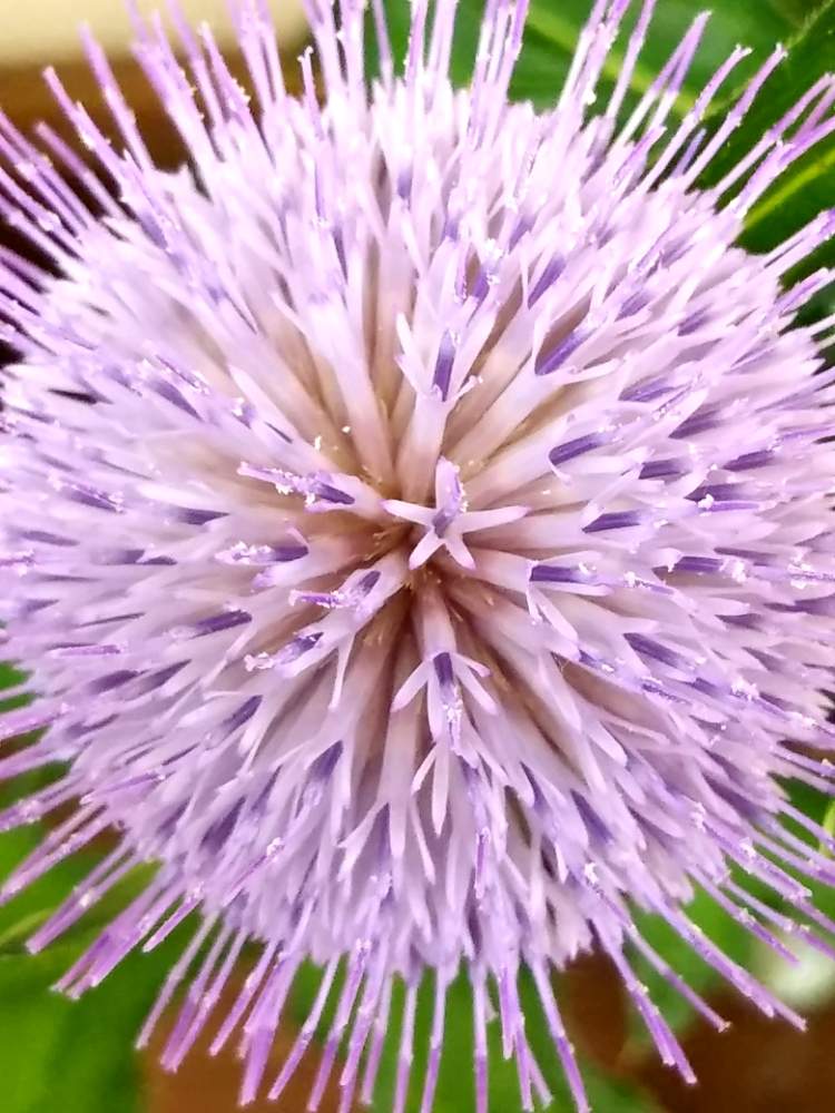 広い庭の画像 by ユキチョコママさん | 広い庭と令和最初の植物と家の回りと春見っけた❗️と野草と野アザミの花と自然の中でと森のがっこうと花のある暮らし