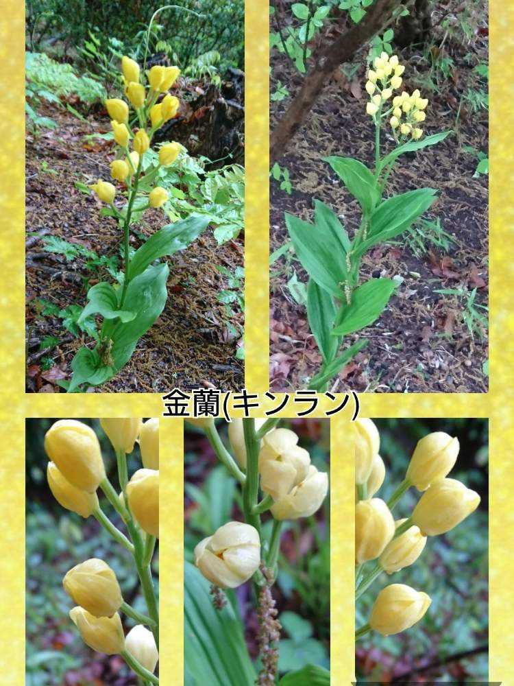 の画像 by トリトンさん | 町田ぼたん園と令和最初の植物とキュンキュン乙女倶楽部とお花大好き♡とありがとう♡とかわいい♡といやされる♡とGS映えとGS日和と幸せの黄色いお花とキュンキュン乙女倶楽部No.183と黄色いお花大好き協会と応援するよと頑張れ♡えっことキンラン属