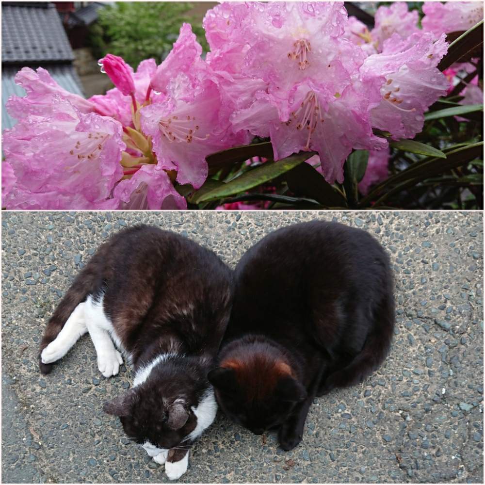 の画像 by さむどん(ФωФ)さん | 令和最初の植物とネコのいる暮らしとみどりのある暮らしと黒ニャンコ隊と緑が好きと元気に成長中とみかん県民とノビノビ成長中と植欲旺盛と緑のある暮らしと完全に植中毒と猫マネージャーとげんきもらえますと花のある暮らしと我が家の山と猫監督