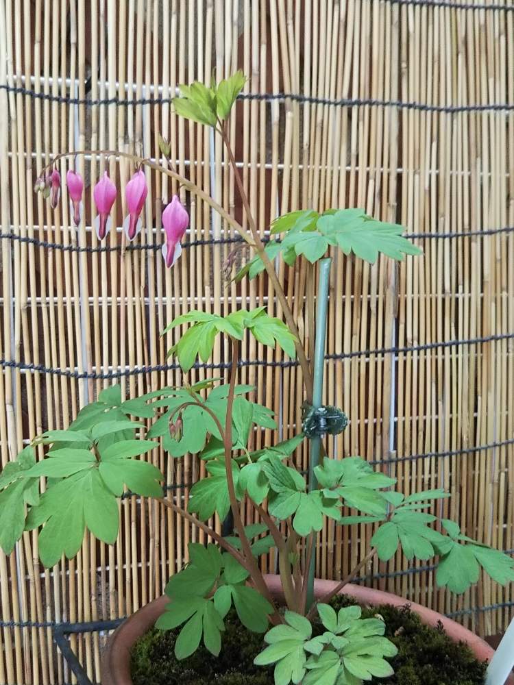 アプローチの画像 by 拝見 もっけだの❗️さん | アプローチと令和最初の植物と山野草大好きと山野草と山野草ではないがと花粉症とケマンソウ タイツリソウと花粉症が心配の日と花のある暮らしと春の陽気ですと山野草還暦男子とタイツリソウ*