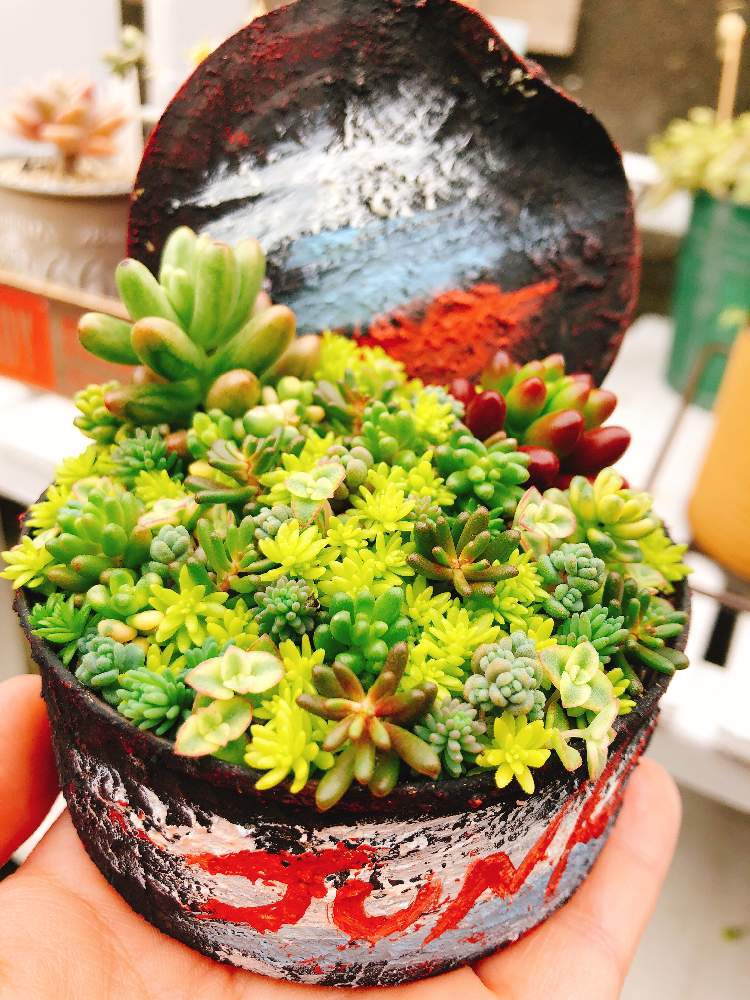 小さな庭の画像 by にいさん | 小さな庭とセダム属と令和最初の植物と多肉植物とリメ缶と初心者とこつこつととツナ缶とタニク初心者とちまちま寄せ