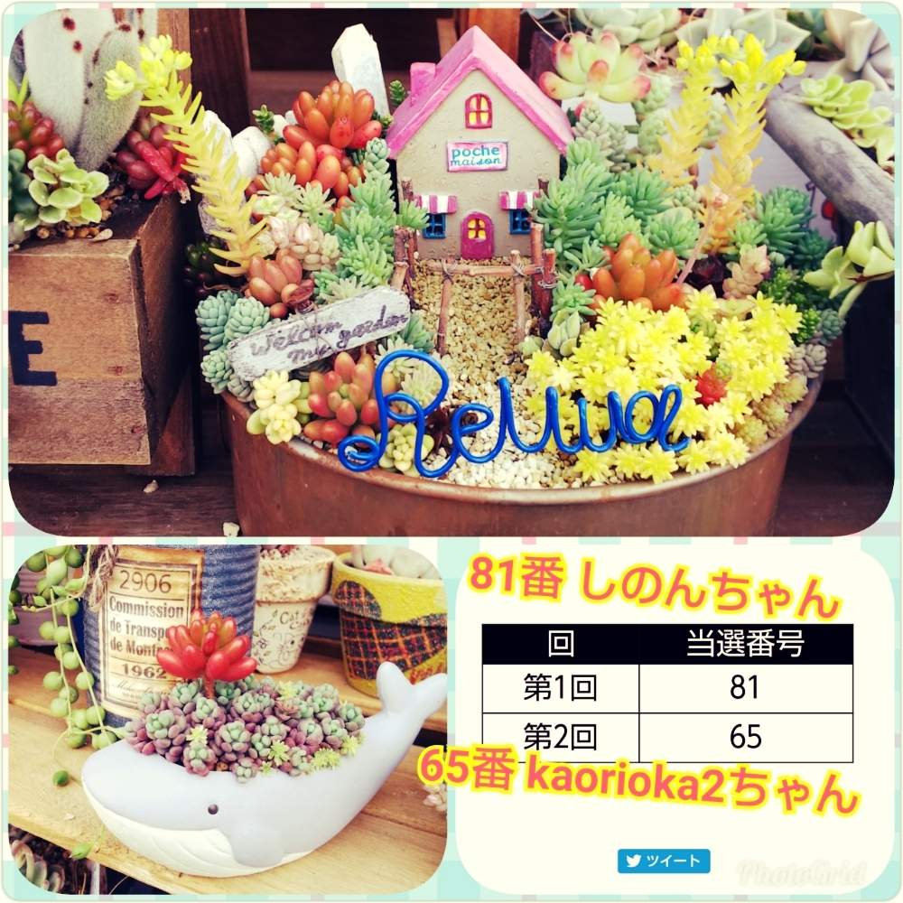 小さな庭の画像 by ニーナさん | 小さな庭と令和最初の植物と平成ありがとうバラと夢CLUB令私プレ企画とGS映えとGS日和とバラと夢CLUBとリメ鉢と多肉女子とリメ缶・リメ鉢とタニラーとくるみさん箱庭キットとかわいいな♡とたにおたくらぶと多肉寄せ植えと多肉初心者と多肉多肉多肉とリメイク鉢