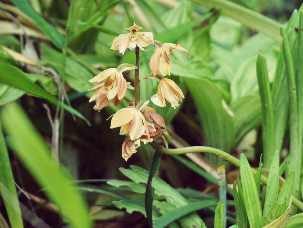 お出かけ先の画像 by aliceさん | お出かけ先とエビネと令和最初の植物・お花フォトコンと町田ぼたん園