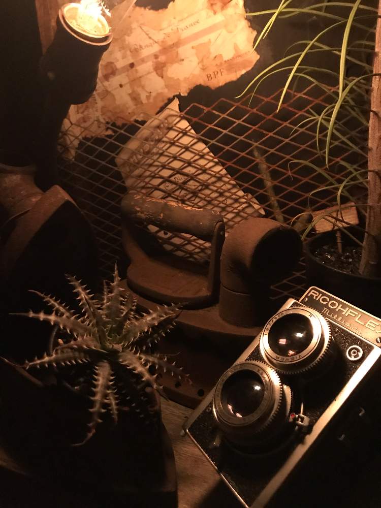 インテリアの画像 by tanitenさん | インテリアと植物のある暮らしと道の駅とリメ缶とジャンクとtanitenとイベントとアンティークとお誘いとbizarre farmとリメ鉢と錆びと多肉植物とサボテンと植物イベントとガーデニングとリメイク作品と花のある暮らしと古道具とクラフトといちごの里よしみ