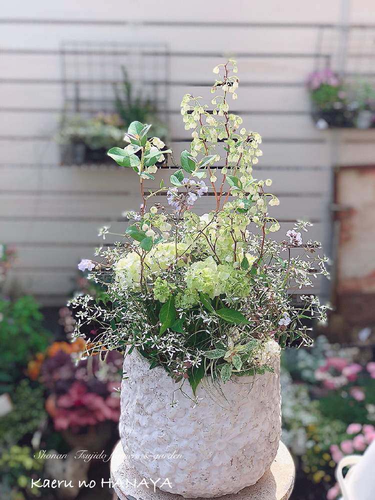 の画像 by Kaeru no HANAYAさん | 寄せ植えオーダーとマルシェとギャザリング教室とお誘いとギャザリング寄せ植えと恵比寿ガーデンプレイスとGreenSnapmarcheとガーデニングと花のある暮らし