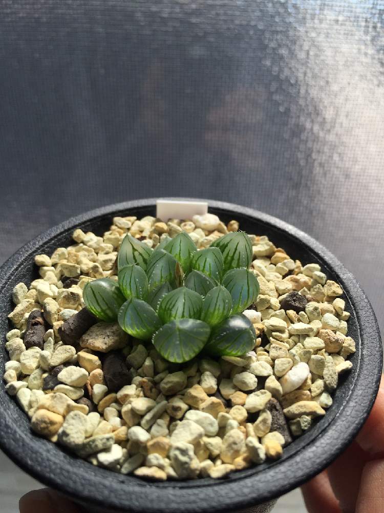 部屋の画像 by しゅなぞうさん | 部屋とブラックオブツーサとsucclentとハオルチア属とHaworthia と多肉植物