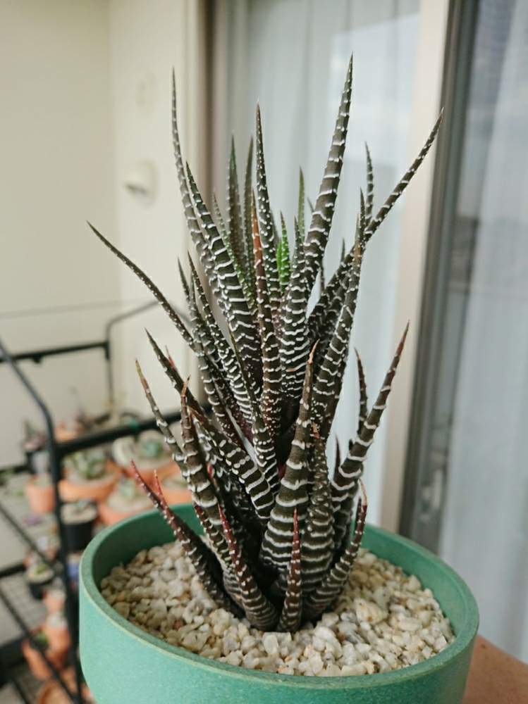 バルコニー/ベランダの画像 by ベランダ大好きさん | バルコニー/ベランダと多肉植物と千葉県とハオルチア属と植中毒と多肉植物とサボテンとタニラーと 十二の巻と珍奇植物と花のある暮らしと千葉タニラー