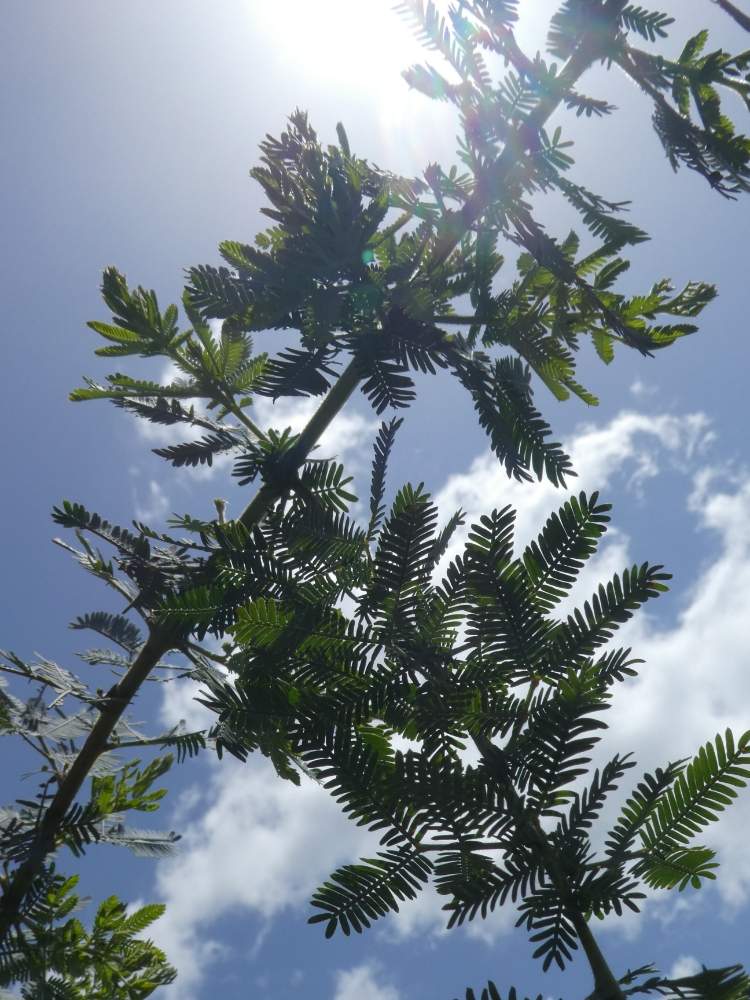 の画像 by aaさん | ミモザとみどりのある暮らしとはっぱとお庭の植物ときれいな色と鉢植えと九州北部とかわいいと庭木