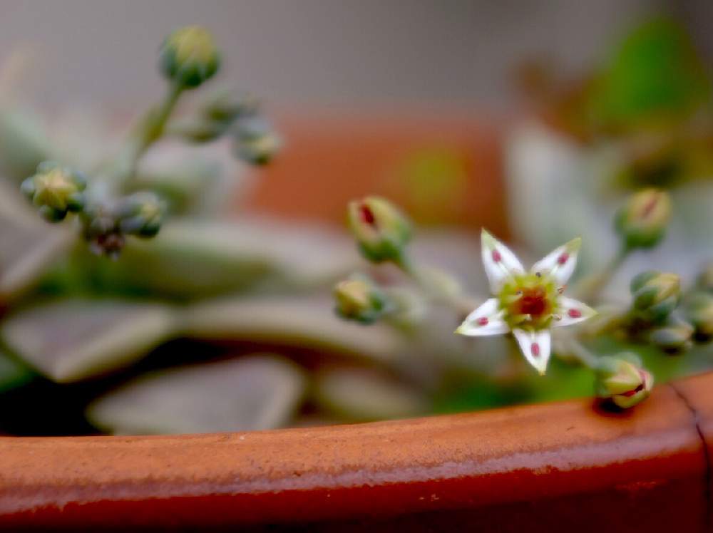小さな庭の画像 by ®️unjaさん | 小さな庭と朧月の花と多肉植物と令和最初の植物・お花フォトコンと多肉のある暮らしと今日の一枚と緑のある暮らしと花のある暮らし