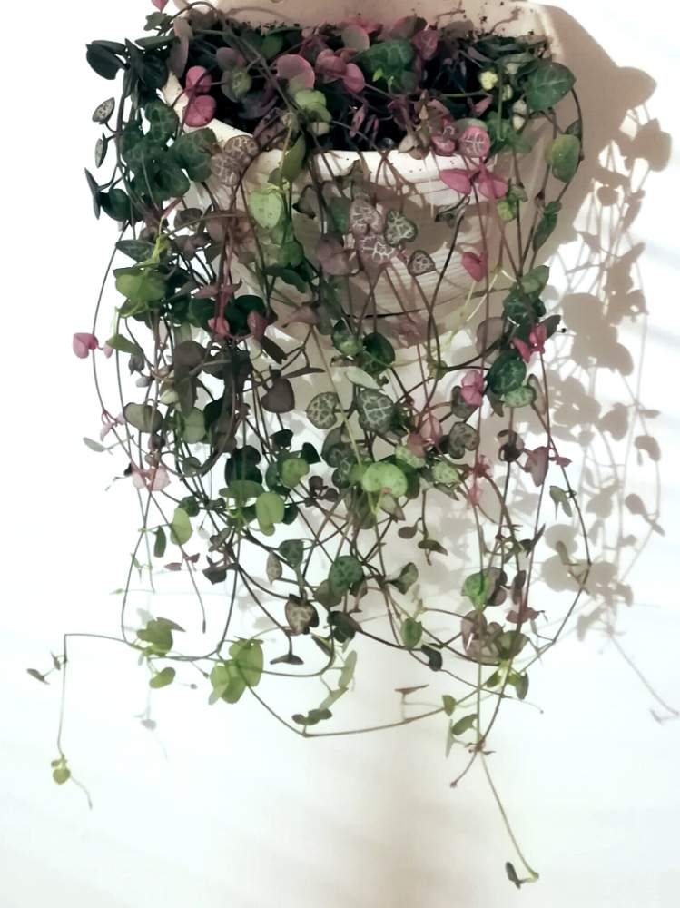 部屋の画像 by ジャングルeさん | 部屋とハートカズラとハートカズラ斑入り《レディハート》と植え替えと成長記録とハンギングと観葉植物
