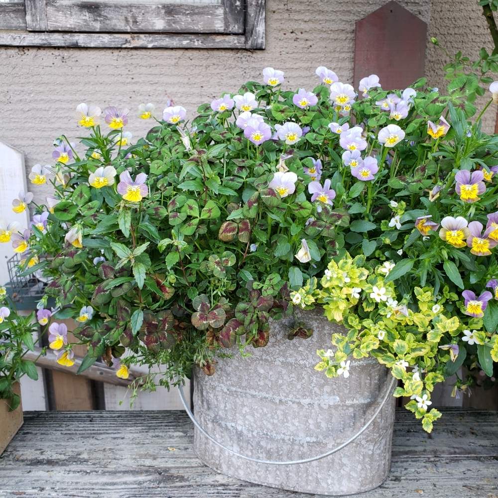 お出かけ先の画像 by あいりさん | お出かけ先と寄せ植えとno green no lifeとゆっくりな時間とビオラの寄せ植えとナチュラルスタイルと花のある暮らしと大好きなお花屋さんとブリキの鉢と大阪府堺市ロベリア
