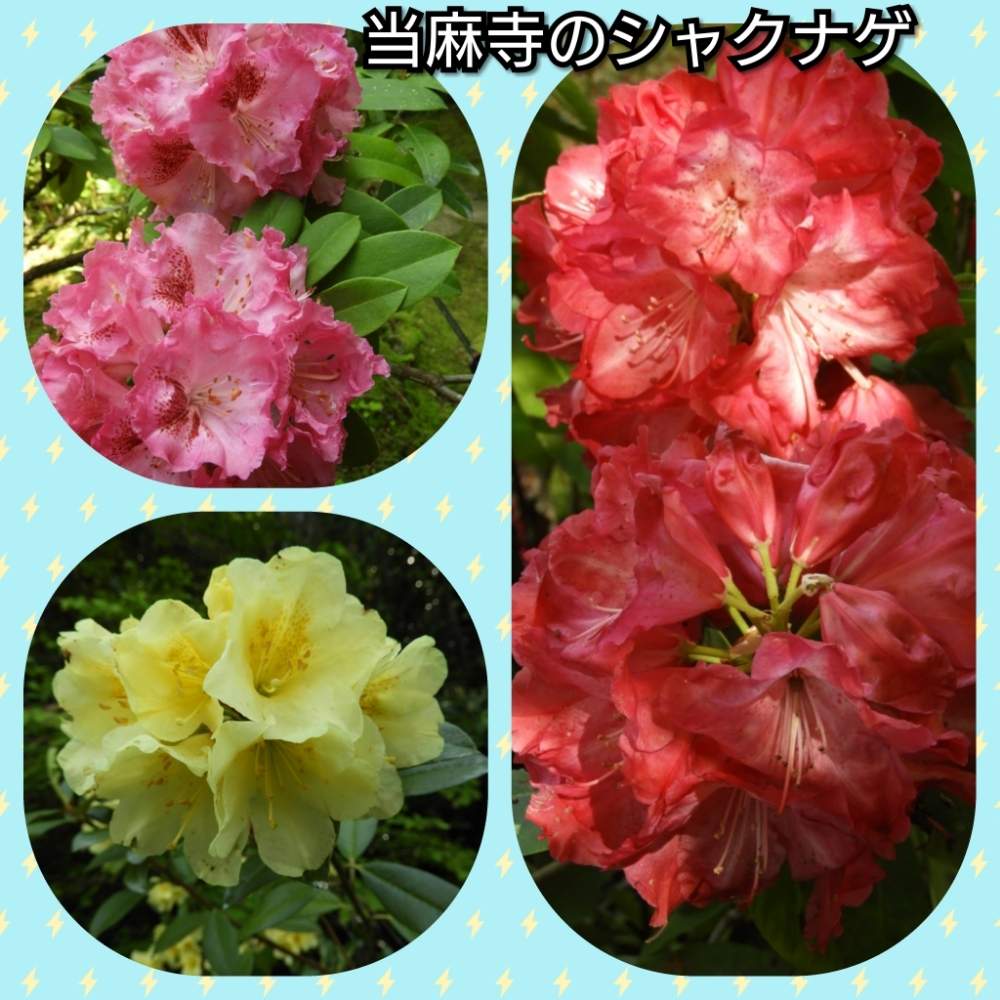 お出かけ先の画像 by まっさんno.1さん | お出かけ先とGS映えとシャクナゲの花とウォーキング中と花のある暮らしと当麻寺奥の院
