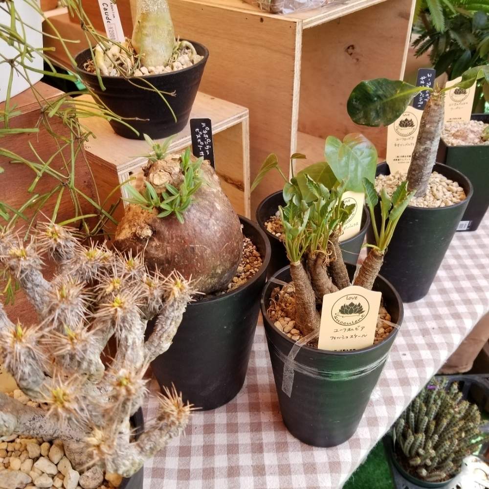 の画像 by 河野自然園さん | 令和最初の植物とパキポディウム属とお誘いとGS映えと砂漠の薔薇 アデニウムと相模原と新百合ヶ丘とガーデニングとユーフォルビアと10連休何する?と販売とビザールプランツと河野自然園