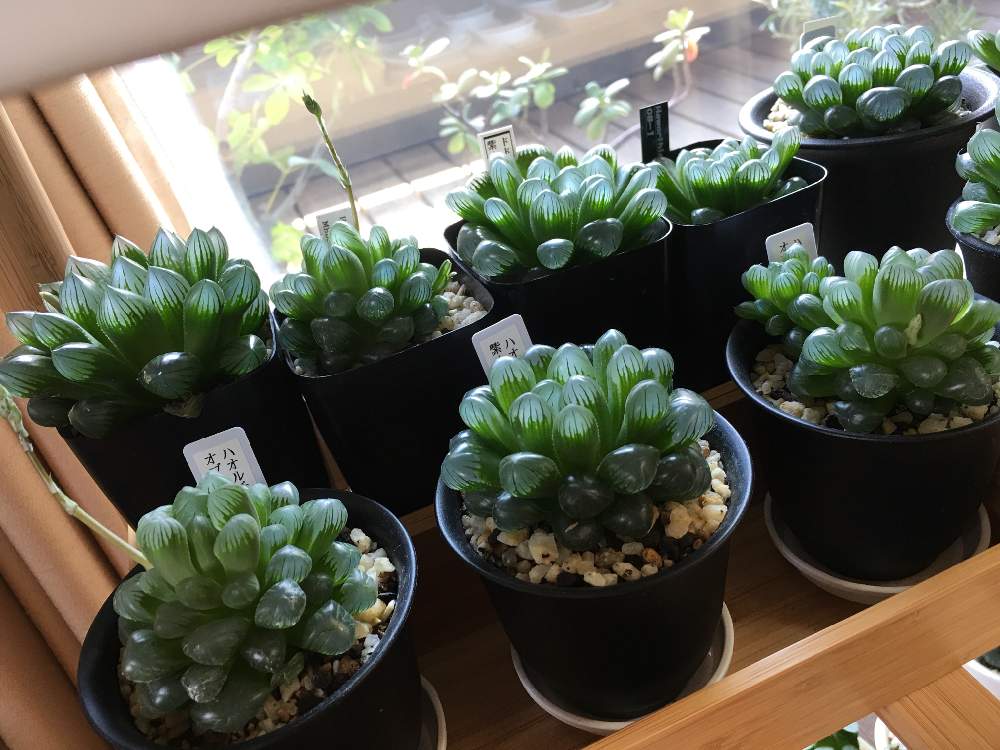 窓辺の画像 by GREENROSEさん | 窓辺と多肉植物と観葉植物とオブツーサ。とグリーン!グリーン!グリーン!とハオルチア属とGS映えと植物とGS日和と植中毒とタニラーとガーデニングと花のある暮らしとかわいいな♡と10連休何する?と多肉初心者