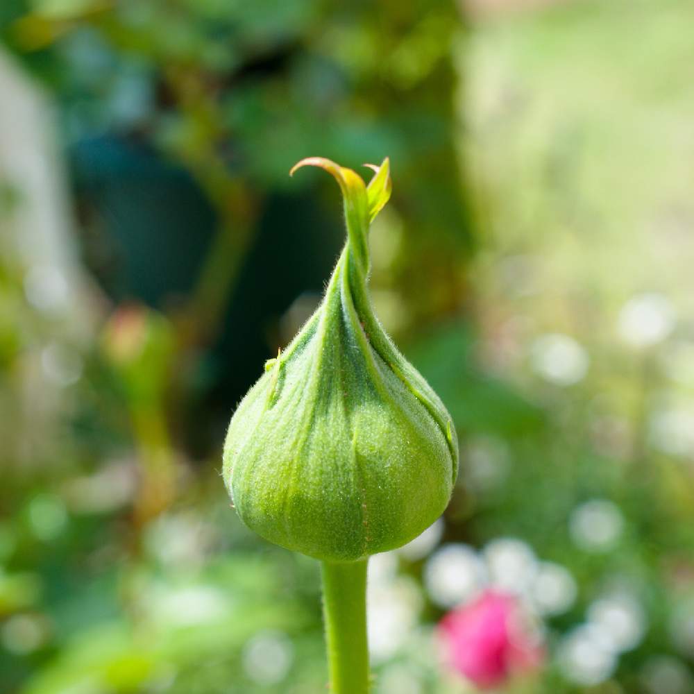 小さな庭の画像 by ぽかぽかなおさん | 小さな庭といとおしい植物の表情フォトコン2019とつぼみとガーデニングと花のある暮らしとバラ・ミニバラとバラを楽しむ