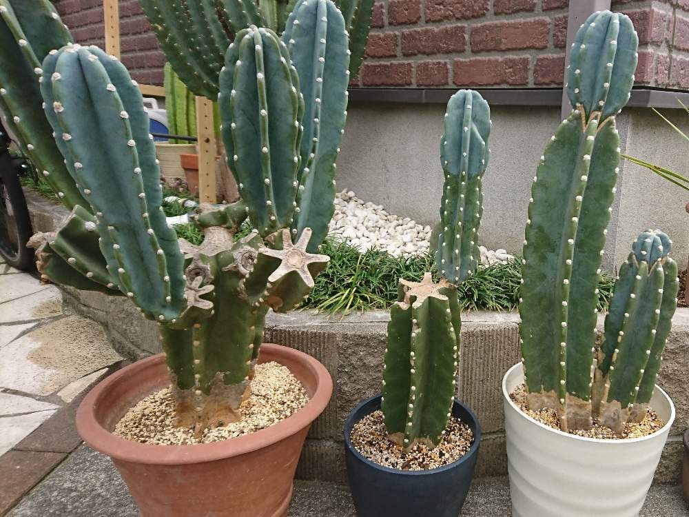 車庫の画像 by さとっぺさん | 車庫とユッカ属とユッカロストラータ☆と多肉植物とサボテンと花のある暮らしと 柱サボテン