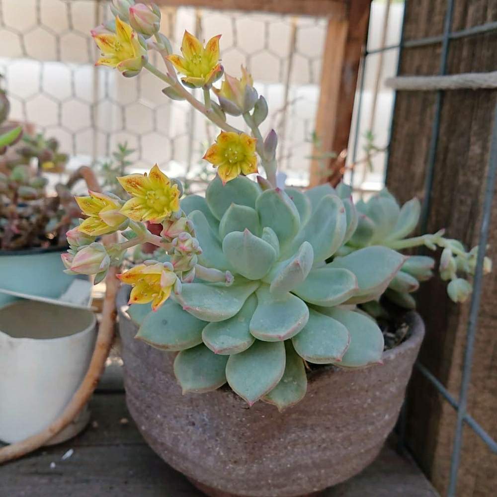棚の画像 by pocoさん | 棚といとおしい植物の表情フォトコン2019とGS映えとふやしたいと多肉女子と今日の花と虫は苦手と花のある暮らし