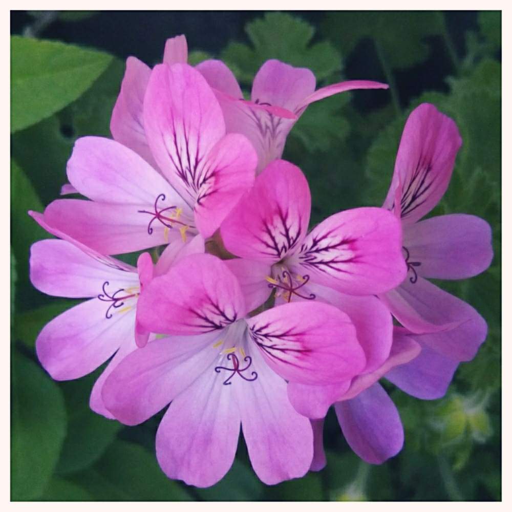 バルコニー/ベランダの画像 by 和ちゃんやでさん | バルコニー/ベランダとジンジャーゼラニウムと春のお花と大切な癒やしとピンクの花と咲きましたと華やかとピンク❤︎ピンクと大好きときれいと美しいと綺麗ときれいな色としあわせ♡と大切な宝ものと可愛いと花のある暮らしといやされるとかわいいな♡と素敵