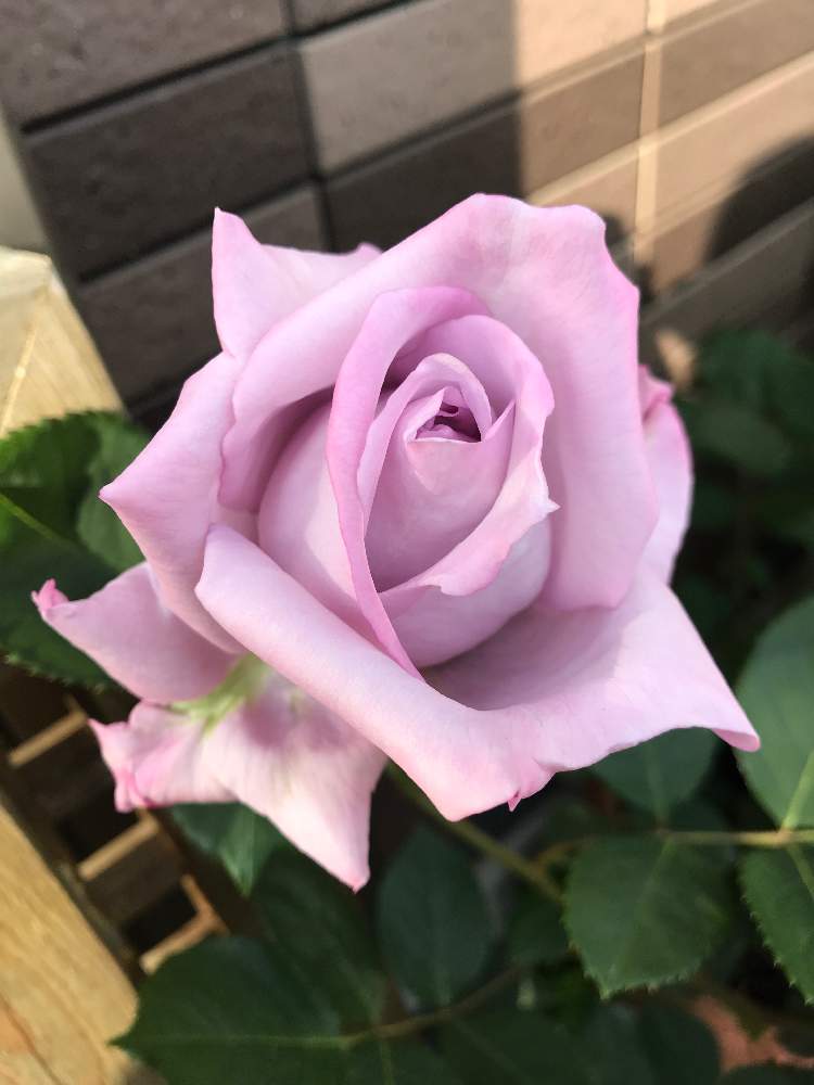 の画像 by ケーコさん | 花が開きました❣️とムラサキの花とバラ・ブルームーンとブルームーン♡と今日から私もロザリアンといい香りとバラ・ハイブリッドティーとバラ・ミニバラと咲いた!