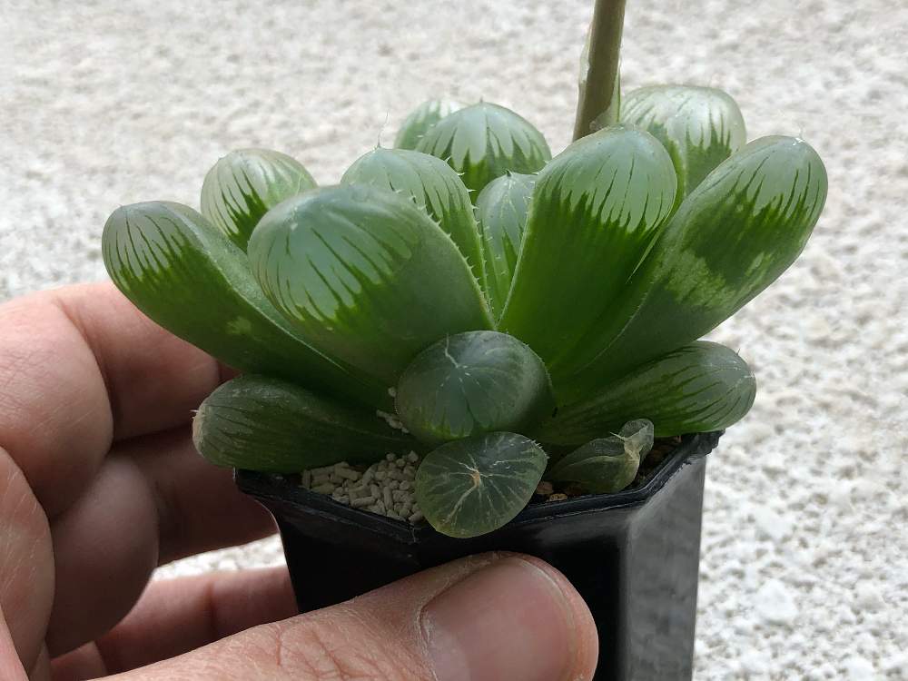 の画像 by yosdpalさん | 大型オブツーサと多肉植物と軟葉系ハオルチアとわが家の多肉スペースとベランダガーデンと裏窓と植中毒とタニラーと子株と10連休何する?と多肉多肉多肉と俺の多肉植物とバルコニストとむちむちぷくぷく