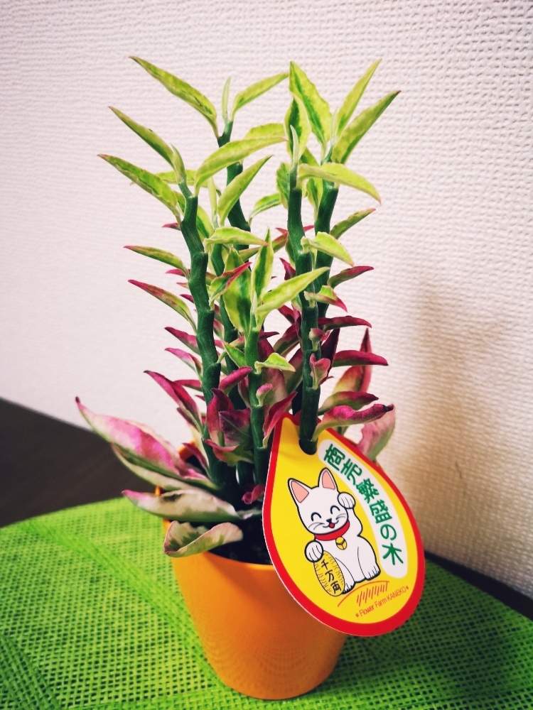 部屋の画像 by - yuki -さん | 部屋とギンリュウとペディランサスと令和最初の植物とグリーン初心者と癒しと新メンバーと植中毒と緑のある暮らしとインテリアグリーン