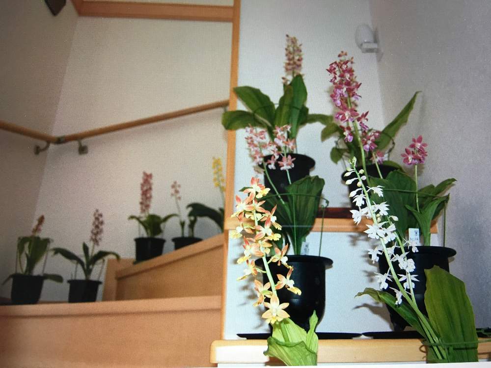 玄関の画像 by HTさん | 玄関と花のある暮らしとGS映えとGS日和とエビネの花