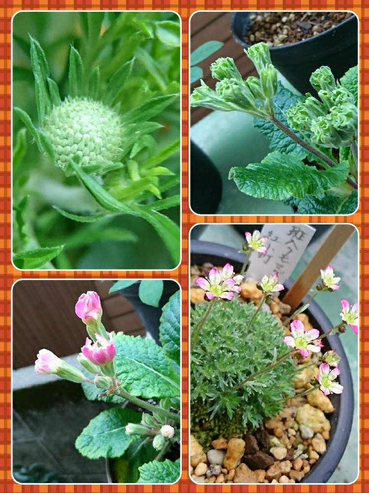 小さな庭の画像 by 黒ヌコの蓮根さん | 小さな庭と草植系紳士と黒ニャンコ隊と初心者と山野草と猫のいる生活とクモマグサ☆とピンク❤︎ピンクと薔薇咲き.ジュリアンと緑花プリムラフランチェスカとスカビオサ♡とガーデニングと花のある暮らしと見守り隊