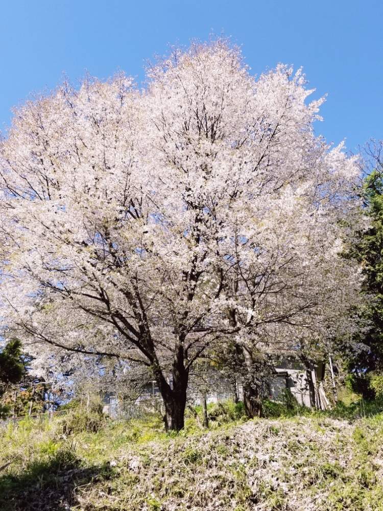 広い庭の画像 by サトサトさん | 広い庭とさくら サクラ 桜と令和最初の植物と多肉1年生と10連休何する?と千葉タニラーと多肉初心者