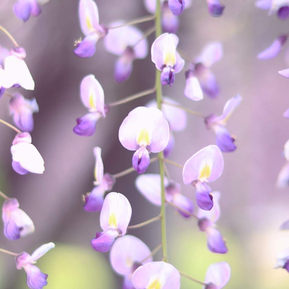 の画像 by 春猫さん | ご近所さんと見頃とEOSと神社と藤の花♡とお写んぽと一眼レフとGS映えとGS日和と亀戸天神と花咲く街並みと花のある暮らしとかわいいな♡と10連休何する?とふんわりとカメラ好き☆