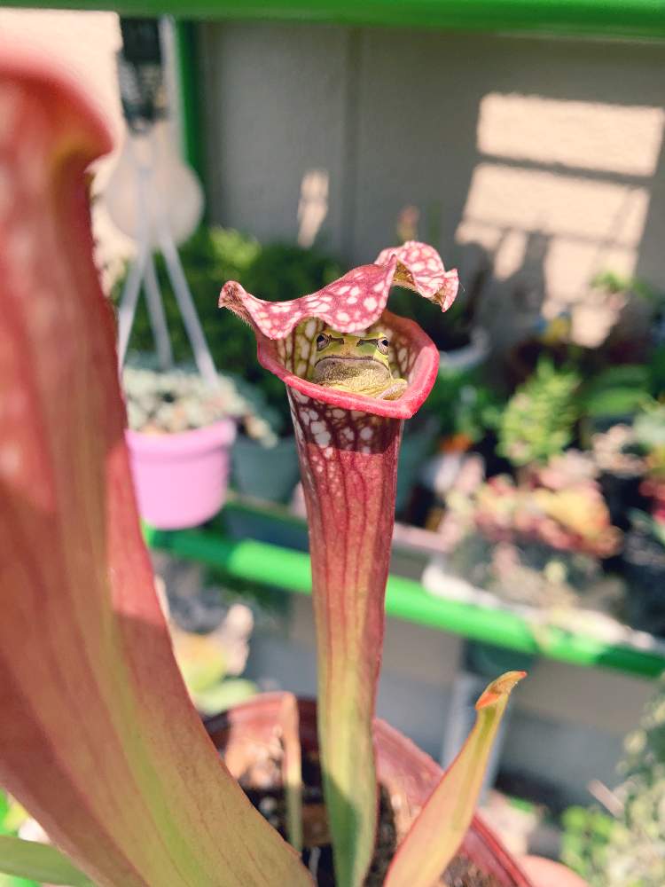 小さな庭の画像 by ヤスさん | 小さな庭と食虫植物・サラセニアとマイ・コレクションと小ぶりでかわいいと植中毒とこうなりました!とカエルと植物貧乏
