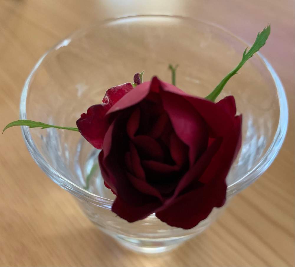 小さな庭の画像 by La Vie en roseさん | 小さな庭とキュンキュン乙女倶楽部と薔薇愛同盟と初めてのバラとオーガニック ローズとバラフェアーとバラの育て方と薔薇のお手入れとbeginner rose lessonとバラの初心者と薔薇の初心者教室と花のある暮らしとフランシス・デュブリュイ甘く濃厚な香りと無農薬栽培とバラ・ミニバラとロザリアンとバラのお手入れとOrganic Roseとつるバラのお手入れ