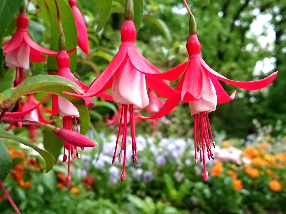 お出かけ先の画像 by toshi17さん | お出かけ先とエンジェルス イヤリングとスマホ撮影とお写んぽと植物園巡りとGS映えと花のある暮らしと接写とcuteと10連休何する?