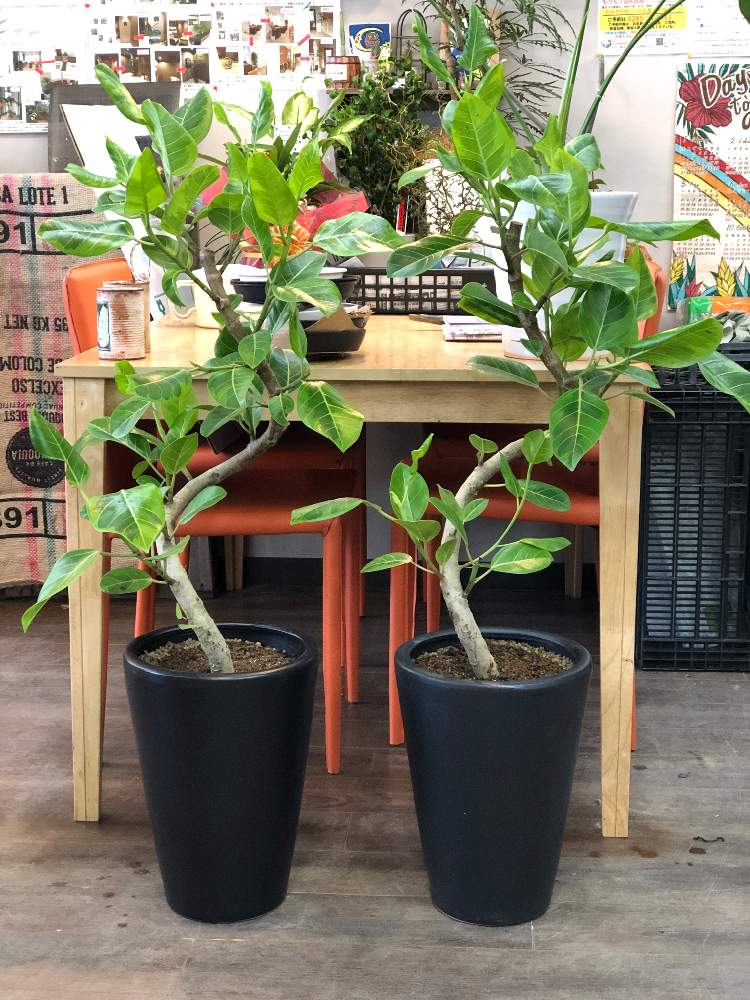 インテリアの画像 by ファニープランツさん | インテリアとフィカス アルティシマと栃木県と観葉植物とインテリアグリーン