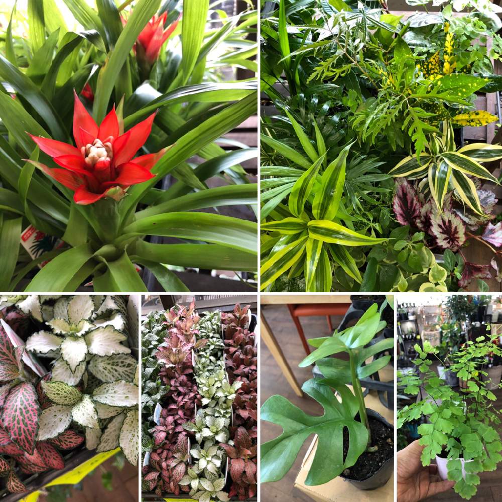 インテリアの画像 by ファニープランツさん | インテリアと観葉植物とインテリアグリーンと栃木県