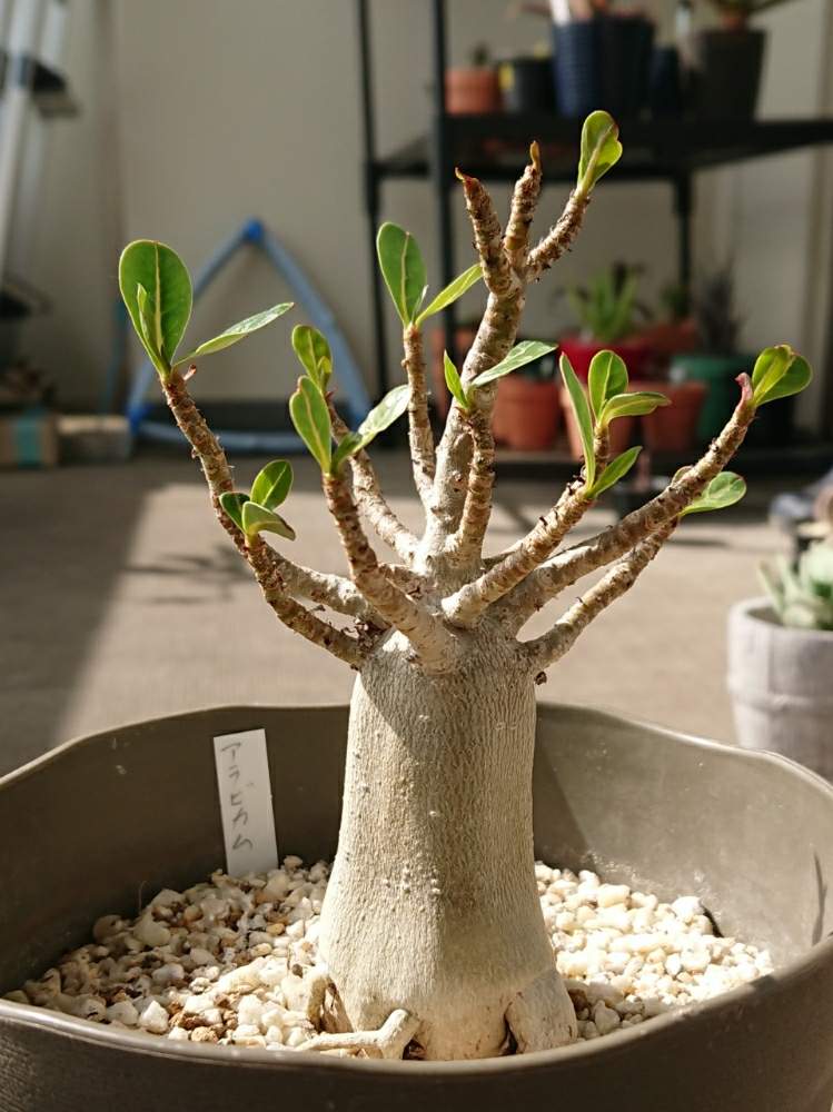 バルコニー/ベランダの画像 by ベランダ大好きさん | バルコニー/ベランダと多肉植物とアデニウム属と千葉県と植中毒と多肉植物とサボテンとタニラーと珍奇植物と花のある暮らしと千葉タニラーとアデニウムアラビカムとバルコニスト