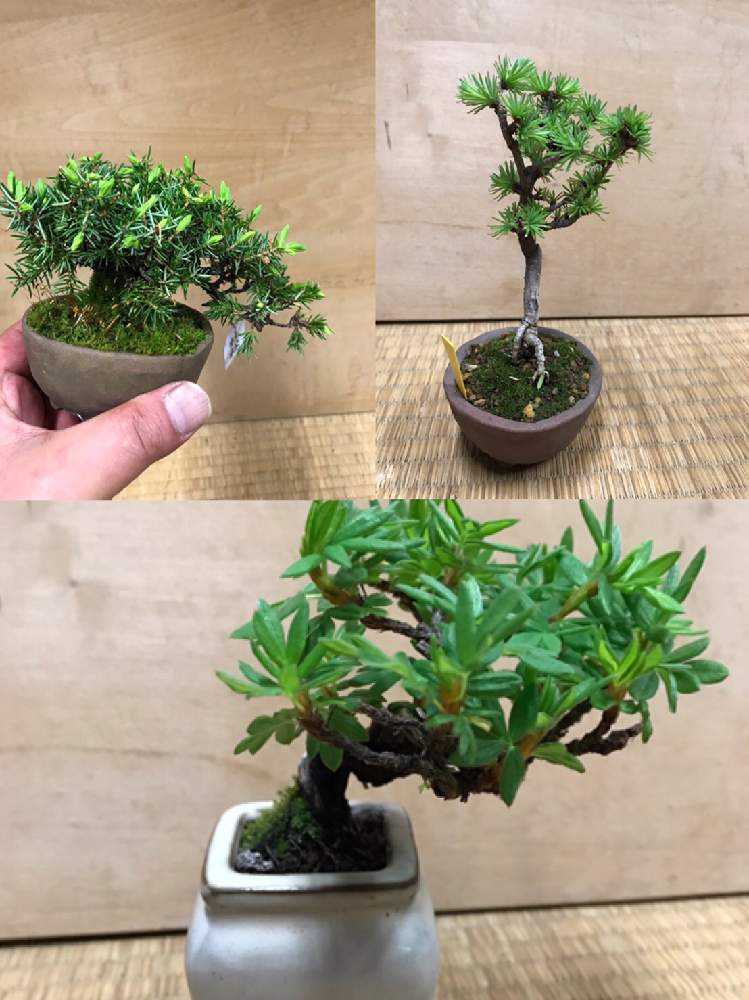 お出かけ先の画像 by ギガさん | お出かけ先と令和最初の植物とマイ・コレクションと和風ティストとありがとう❤️と和物と日本の伝統と令和最初の植物・お花フォトコンと春爛漫!と植中毒と今日の一枚と今日のお花と自己流とミニ盆栽と成長記録と小品盆栽と春到来!と盆栽と10連休何する?
