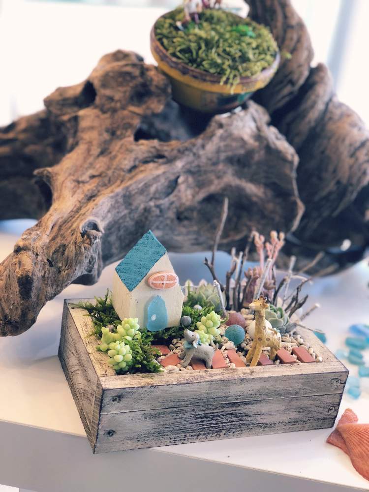 窓辺の画像 by iroさん | 窓辺とiro_plusと多肉植物とカラーサンドとシーグラスと小さな箱庭と苔 (コケ)と多肉箱庭とイベントとお誘いと多肉植物寄せ植えと新潟タニラーと多肉ワークショップと多肉女子とタニラーと新潟と色+と花のある暮らしと10連休何する?とタニク初心者とワークショップ と多肉初心者