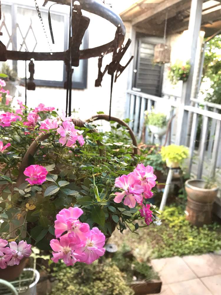 小さな庭の画像 by chimney cafe(チムニーカフェ)さん | 小さな庭とバラ初心者とさにべるとチムニーとばら バラ 薔薇とグリーンライフ♡とミニバラ レンゲローズとナチュラルガーデンとガーデンライフと好きな場所と古道具×greenとカフェと花のある暮らしと小さな庭❀とグリーンリーフ
