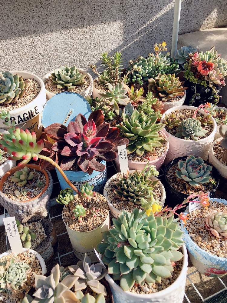 小さな庭の画像 by まぁぷるさん | 小さな庭と植中毒とゆるキャラ倶楽部と多肉植物と 多肉いろいろ