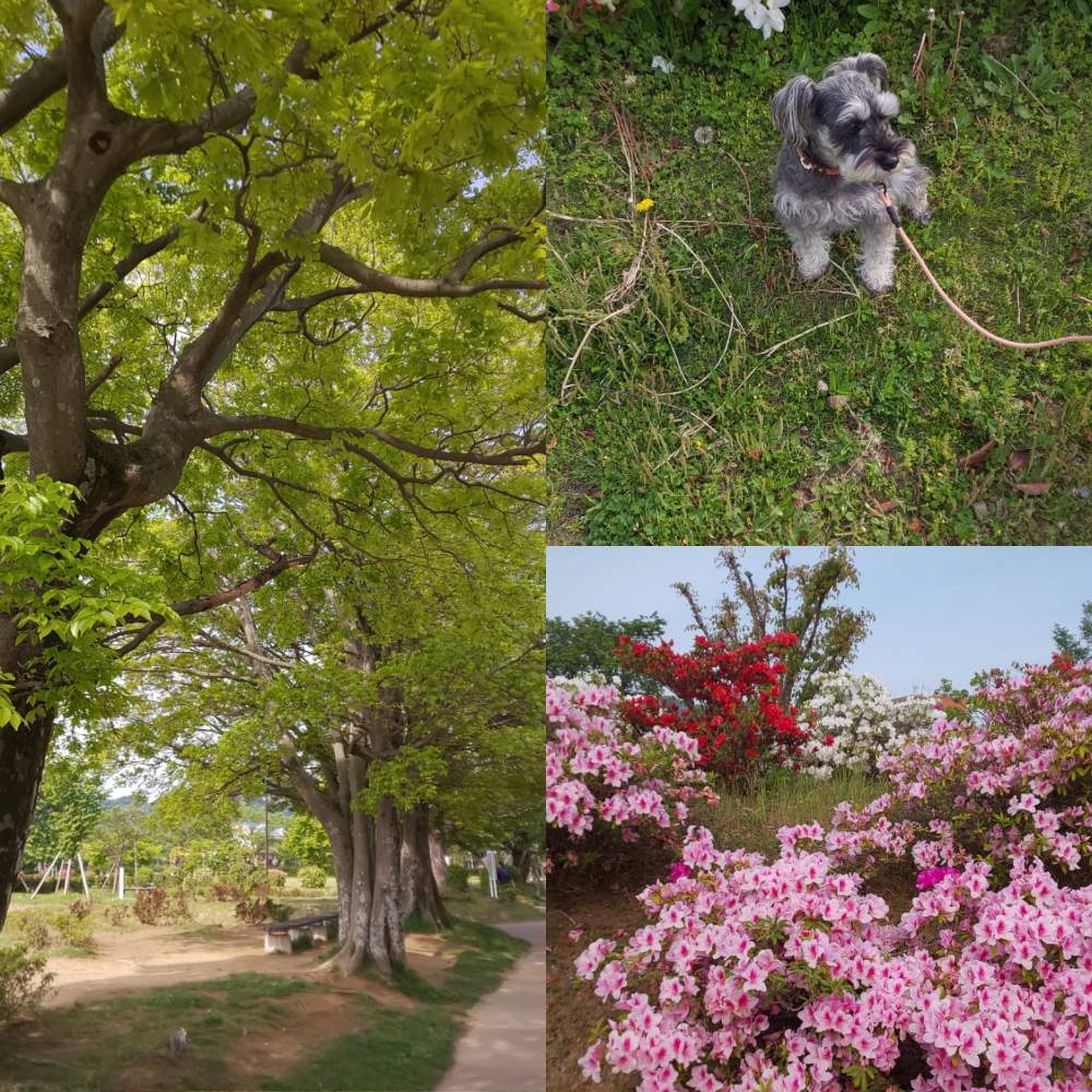 お出かけ先の画像 by Jun.cyさん | お出かけ先と新緑の5月と幸田中央公園と早朝ウォーキングと今日出会ったワンちゃんと新緑が綺麗とツツジ満開