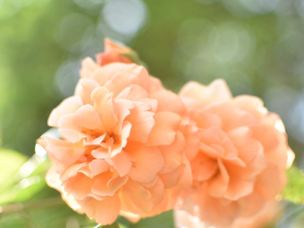 小さな庭の画像 by たけ♪さん | 小さな庭とばら バラ 薔薇とnikond5600と花のある暮らしとロザリアンとおうちで自然を感じるとバラ バフビューティと単焦点レンズ