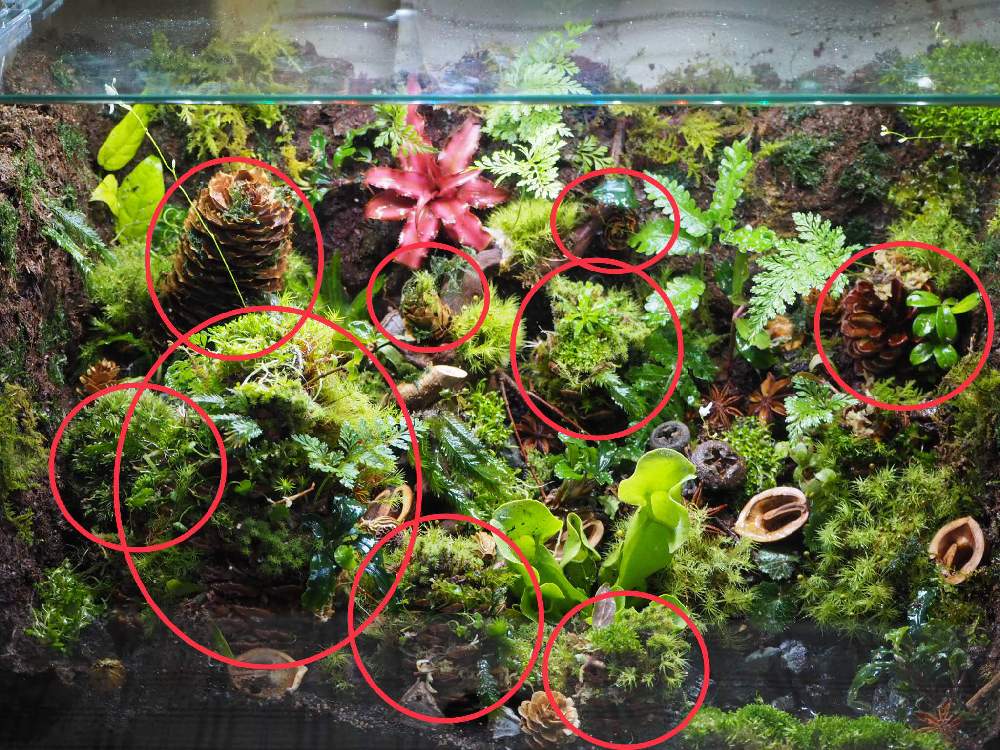 インテリアの画像 by 熱帯魚人.comさん | インテリアと赤色とGS映え?とテカテカと苔 (コケ)とアート?と植欲旺盛とテラリウムとパルダリウムと丸いとマツボックリウムと松ぼっくり☆とヒバ油とレインボー✨とシダ植物とDAISOと緑色と新芽