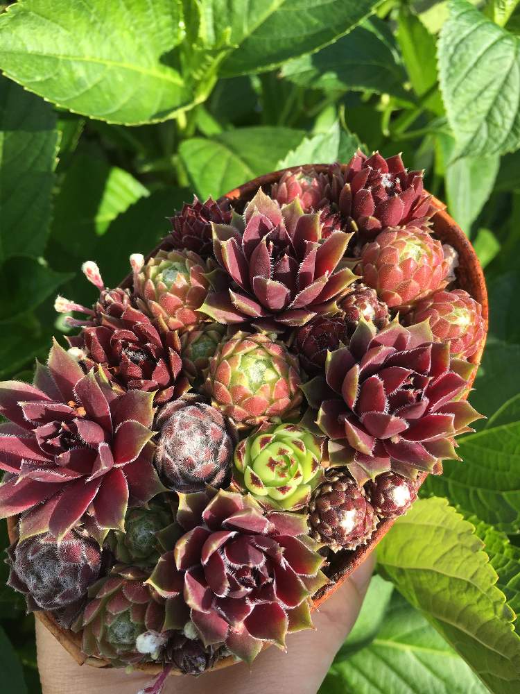 小さな庭の画像 by こざさん | 小さな庭と多肉植物とセンペル丼と今日の一枚とセンペル寄せ植えと多肉女子とタニラーとセンペルビブムと花のある暮らし