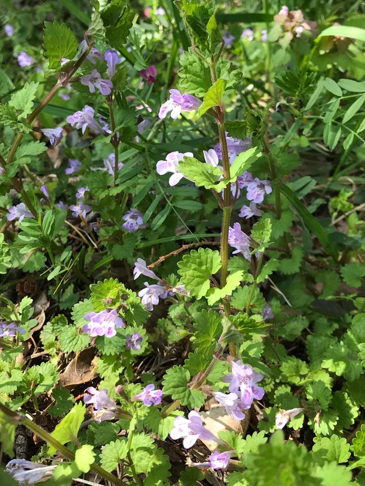 お出かけ先の画像 by チャーさん | お出かけ先とカキドオシと季節を感じる♪と野の花とチャーさんのリポートと季節の 便りとチャーさんの 里山歩きと里山歩きとノハラーとやせいと薬草