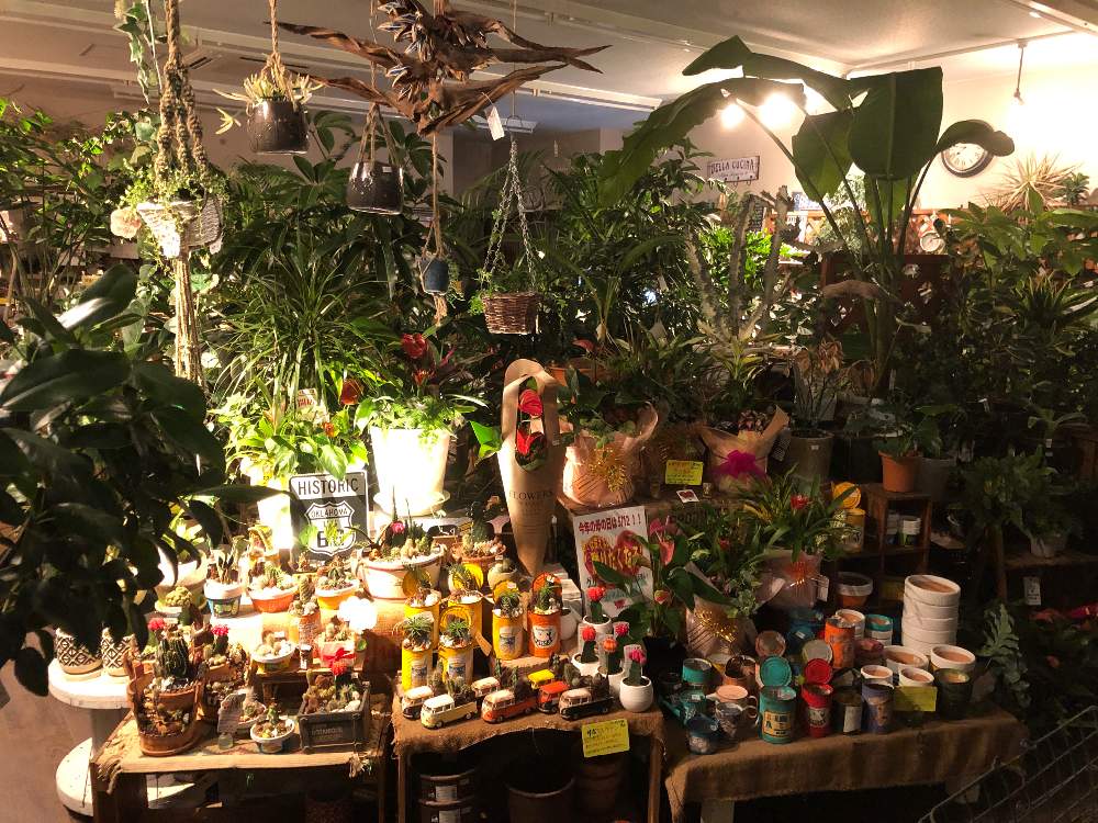 の画像 by ファニープランツさん | 多肉植物と観葉植物とユッカロストラータ☆と栃木県と自己流と塊根植物と ユッカ アロイフォリアとユーフォルビアとウンベラータ♡︎ʾʾとビカクシダ属とインテリアグリーンとエアープランツ/チランジアと母の日